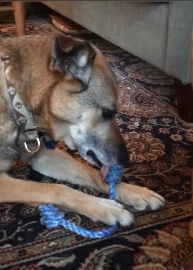 Upcycled Rope Dog Toy